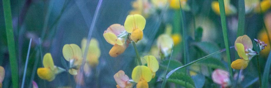 (رونقة الحياة) Cover Image