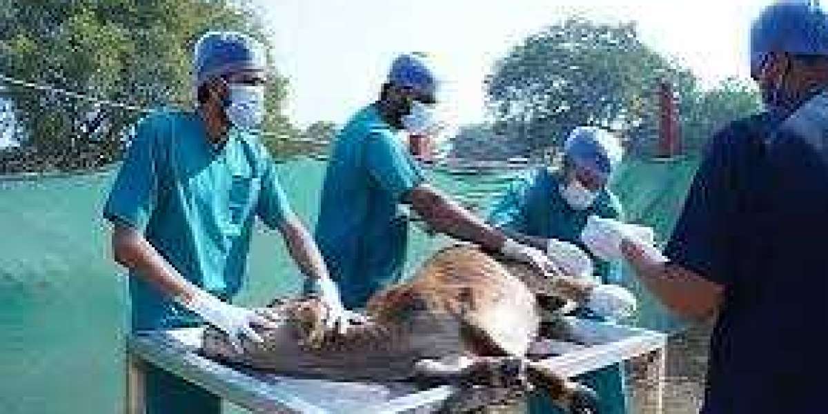 Gokuldham Mahatirth Cow Donation for Food, Shelter & Care